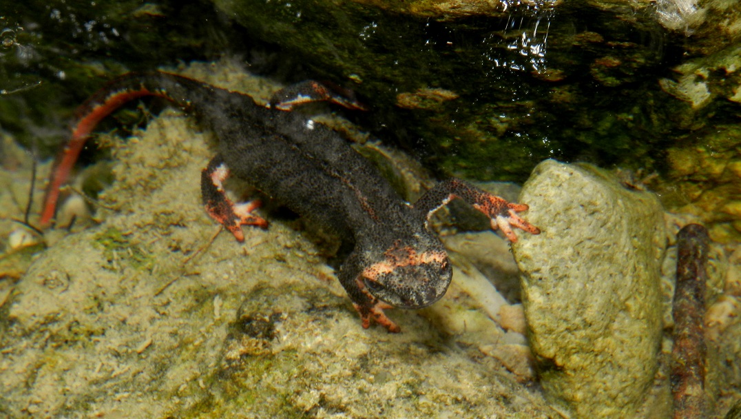 Salamandrine Molisane
